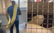 Biólogo suspeito de criar píton ilegalmente tinha mais cobras em casa