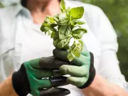 Bioeconomia na Amazônia: fomento vira desenvolvimento sustentável com Banco da Amazônia