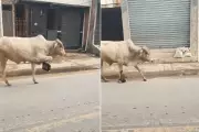 Boi é flagrado com objeto preso na pata em rua do Guarujá, litoral de São Paulo