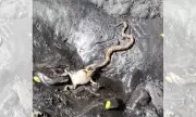 Boipeva tenta engolir sapo-cururu enorme em cena rara registrada em MG