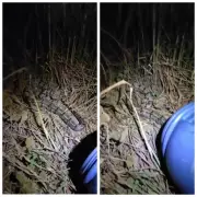 Bombeiros capturam jiboia que atacava galinhas em Januária