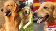 Bombeiros de Uberaba se despedem do cão Thor, símbolo de resgate e ações sociais