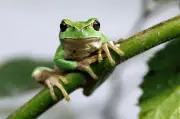 Brasil lidera com 1.251 espécies de anfíbios, mas alerta para falta de taxonomistas