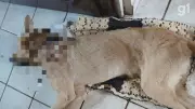 Briga de vizinhos termina com cachorro morto a facadas em Arari, MA
