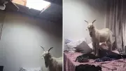 Cabra escala telhado, cai e invade cama de residência em Cariacica, ES