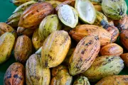 Cacau no Oeste Paulista: Pesquisa da Unoeste avalia potencial de renda para produtores