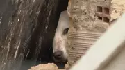 Cachorra é resgatada viva de escombros após desabamento que matou casal no Recife