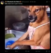 Cachorro caramelo é reconhecido como raça oficial no México