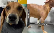 Cachorro comunitário atacado com líquido quente recebe alta e vai para novo lar em Goiânia