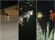 Cachorro guia bombeiros para resgatar pitbull cego que caiu em córrego em Rondonópolis