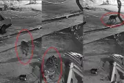 Cadela morre após ataque de onça-pintada no Pantanal de MS