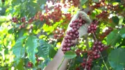Café arábica tem alta nos preços em março com expectativa de safra recorde no Brasil