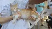 Campanha de Vacinação Antirrábica em Teresina Inicia com Foco no Bem-Estar Animal