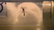 Campina Grande: índice de infestação do Aedes aegypti chega a 4,7% e acende alerta de alto risco