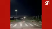Capivaras imitam Beatles em travessia organizada na faixa de pedestres em Cuiabá