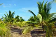 Cartilha da Emater-MG orienta produtores sobre cultivo de coco anão