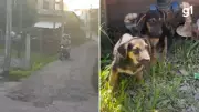 Casal é flagrado por câmera ao abandonar dois filhotes de cães em Novo Hamburgo