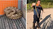 Cascavel venenosa é capturada perto de piscina com crianças em Boa Esperança do Sul
