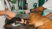 Casos de sarna em animais silvestres no interior de SP crescem 700% em oito anos