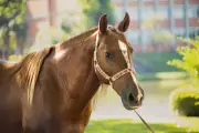 Cavalo Caramelo vira celebridade e mantém agenda de eventos dois anos após enchentes no RS
