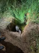 Cavalo é resgatado após horas preso em buraco com água em Juiz de Fora