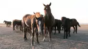 Cavalos idosos exigem atenção especial com alimentação e controle de temperatura