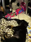 Cenas de horror em Barra Mansa: veterinária relata corpos de gatinhos sem cabeça em resgate