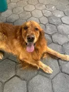 Cães resgatados em situação de maus-tratos em Volta Redonda