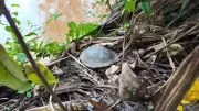Cágados em floresta nacional do ES contaminados com bactérias resistentes e antibióticos hospitalares