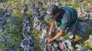 Chuva de granizo em Piedade destrói lavouras e ameaça abastecimento de hortifrúti