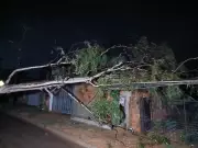 Chuva intensa em Palmas derruba árvores, causa queda de energia e danifica shopping