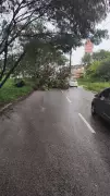 Chuvas intensas em João Pessoa derrubam árvore e causam congestionamentos em vias principais
