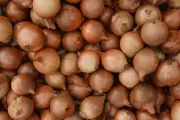 Chuvas na Argentina podem alterar importações de cebola e favorecer Chile no Brasil