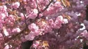 Cidade alemã se transforma em cartão-postal colorido com flores de cerejeira na primavera