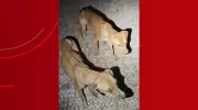 Cinco cães esqueléticos são resgatados em situação de abandono extremo em Rio Claro