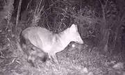 Câmeras flagram interação rara entre paca e cachorro-do-mato em Vacaria, RS