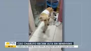 Cão 'Charuto' é resgatado após maus-tratos e aguarda adoção em Benevides