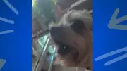 Cão e tutora formam dupla musical e 'cantam' juntos no programa 'Soltando os Bichos'