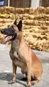 Cão farejador Huck descobre 48 toneladas de maconha em galpão no Complexo da Maré