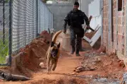 Cão Hulk, herói da apreensão de 48 toneladas de drogas, visita obras de novo batalhão da PM no RJ