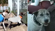 Cão Spike encontra lar amoroso após sofrer agressões brutais em Caxias do Sul