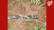 Cobra caninana de 1,2 metros é resgatada em empresa agrícola em Campo Verde, MT
