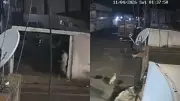 Comerciante é suspeito de envenenar 10 cães em Paulistana; polícia busca foragido