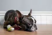 Como identificar sinais de dor em cães e as ações necessárias para o bem-estar animal