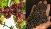 Conflito no Oriente Médio afeta exportações de café e pimenta-do-reino do Espírito Santo