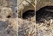 Criança sobrevive a picada de jararaca no Tocantins; estado registra 1.593 casos desde 2024