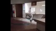 Crocodilo do Nilo invade recepção de hotel no Zimbábue em busca de comida