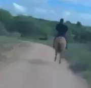 Delegado usa cavalo para prender idoso suspeito de estuprar enteada de 11 anos em AL