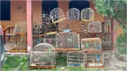 Denúncia anônima leva ao resgate de 21 aves silvestres em cativeiro no Crato, Ceará