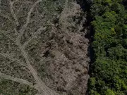 Desmatamento na Amazônia cai 17% no 1º trimestre de 2026, mas março preocupa